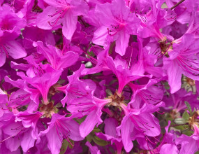 Q. 비거주자도 국내의 부동산을 양도하는 경우 세금혜택이 있다는 데 어떤 것들이 있나요?A. 국내 세법상 비거주자(국내에 주소를 두지 않거나 183일 미만 거주하는 개인)는 거주자와 비교했을 때 세제 혜택이 제한적이지만,&nbsp;특정 요건을 충족하는 경우 비거주자도 받을 수 있는 유의미한 혜택들이 존재합니다.&nbsp; &nbsp;2026년 현재 적용되는 규정을 바탕으로 정리하면 다음과 같습니다.&nbsp; &nbsp;1. 1세대 1주택 비과세 특례 (출국 후 2년 이내 양도)비거주자는 원칙적으로 1세대 1주택 비과세를 받을 수 없지만, 다음의 예외적인 경우에는 비과세(양도가액 12억 원까지)가 가능합니다.요건: 해외이주법에 따른 해외이주 또는 1년 이상 국외 거주가 필요한 취업/취학으로 세대 전원이 출국하는 경우.기한: 출국일 현재 1주택을 보유하고 있어야 하며, 출국일로부터 2년 이내에 해당 주택을 양도해야 합니다.참고: 이 기간을 놓치면 비거주자로서 일반 과세가 적용되므로 시기를 맞추는 것이 매우 중요합니다.2. 장기보유특별공제 (최대 30%)비거주자도 보유 기간에 따라 양도차익에서 일정 금액을 공제받을 수 있습니다.일반 공제율: 3년 이상 보유 시 적용되며, 매년 2%씩 가산되어 **15년 이상 보유 시 최대 30%**까지 공제받을 수 있습니다.주의사항: 거주자에게 주어지는 1세대 1주택 특례 공제(최대 80%)는 비거주자에게는 적용되지 않습니다. 즉, 비거주자 상태에서 매도하면 거주 실적이 있더라도 일반 공제율(최대 30%)만 적용됩니다.3. 장기임대주택에 대한 추가 공제 (조특법 97조의 4)비거주자가 국내에 장기임대주택을 등록하여 운용해왔다면 추가 혜택을 볼 수 있습니다.내용: 6년 이상 임대한 후 양도할 경우, 보유 기간에 따른 일반 장기보유특별공제율에 임대 기간에 따라 2~10%를 추가로 가산하여 공제받을 수 있습니다.4. 세금 계산 시 필요경비 인정거주자와 마찬가지로 부동산 취득 시 들어간 비용이나 자본적 지출을 양도차익에서 차감할 수 있습니다.인정 항목: 취득세, 중개수수료, 법무사 비용, 발코니 확장비, 샤시 교체비 등.중요: 반드시 적격증빙(세금계산서, 현금영수증, 카드 전표 등)이 있어야 하므로, 과거의 수리 내역이나 지출 증빙을 꼼꼼히 챙겨야 합니다.(*) 비거주자의 양도소득세는 '양도 시점'의 신분이 기준입니다. 만약 양도차익이 매우 커서 80% 공제나 비과세 혜택이 절실하다면, 매도 전 입국하여 거주자로 전환하는 전략을 고려하기도 합니다. 다만, 2026년부터는 거주자 판정 기준이 2과세기간 합산 183일로 확대되는 등 강화되었으므로 정밀한 검토가 필요합니다.&nbsp;